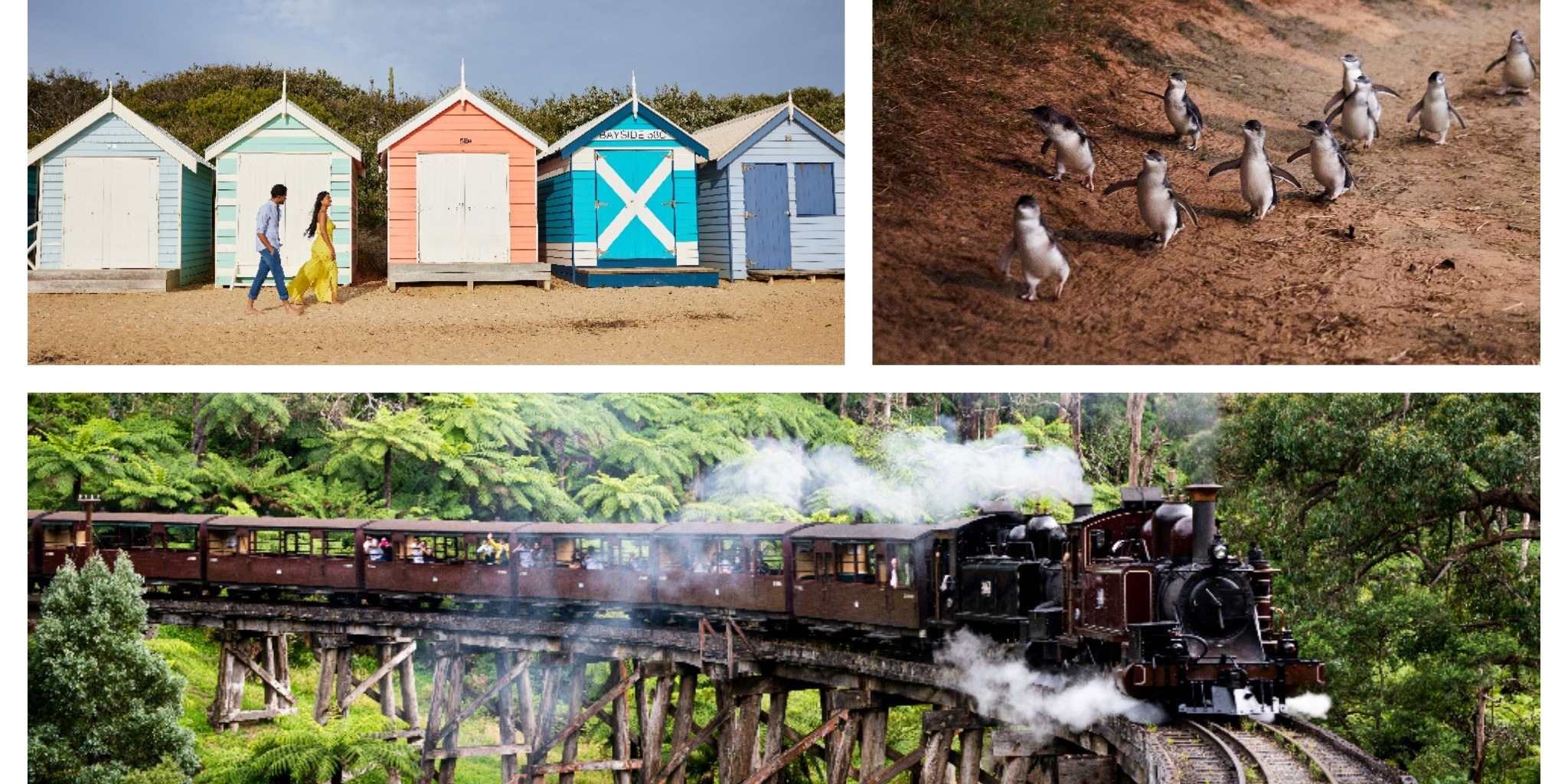 (14 Pax Luxury Mercedes Mini Bus) Melbourne Brighton Rainbow Bathing Boxes, Puffing Billy Steam Railway and Phillip Island 1-Day Tour