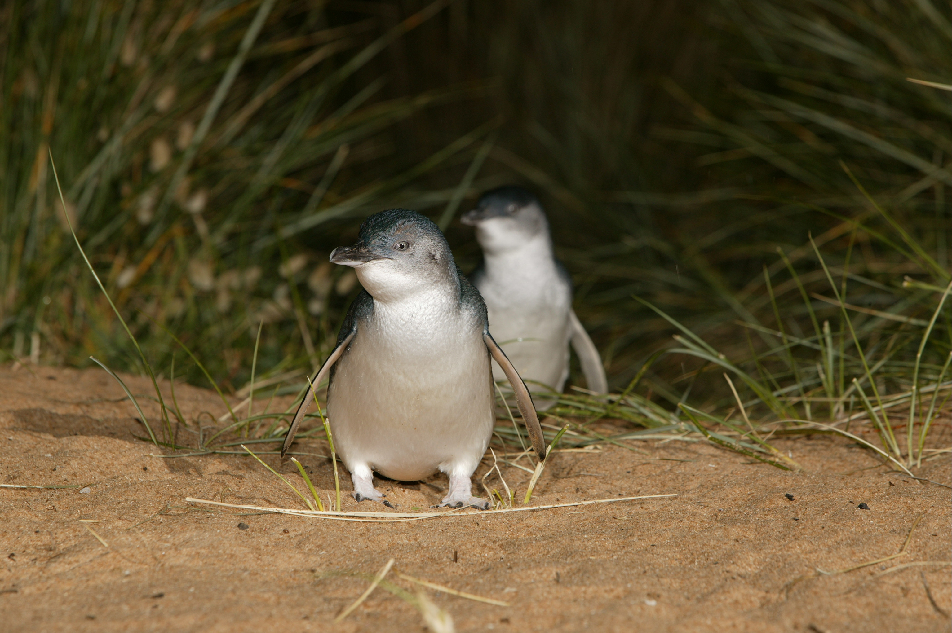 Melbourne: Phillip Island 1-Day Tour
