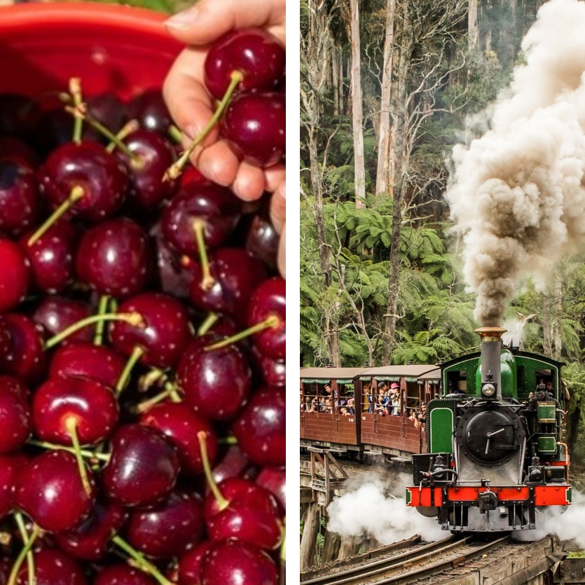 Puffing Billy Steam Train, Cherry Picking and Chocolate 1-Day Tour