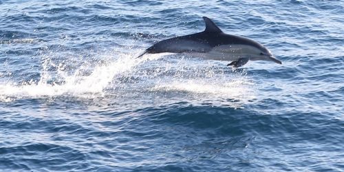 Sydney Port Stephens Sandboarding and Dolphin Watch 1-Day Tour (Min 6 pax) BRPS