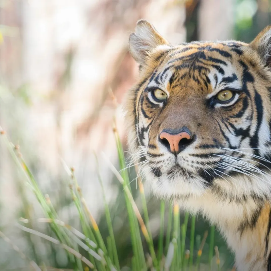 Taronga Zoo and Sydney Harbour Sightseeing Cruise