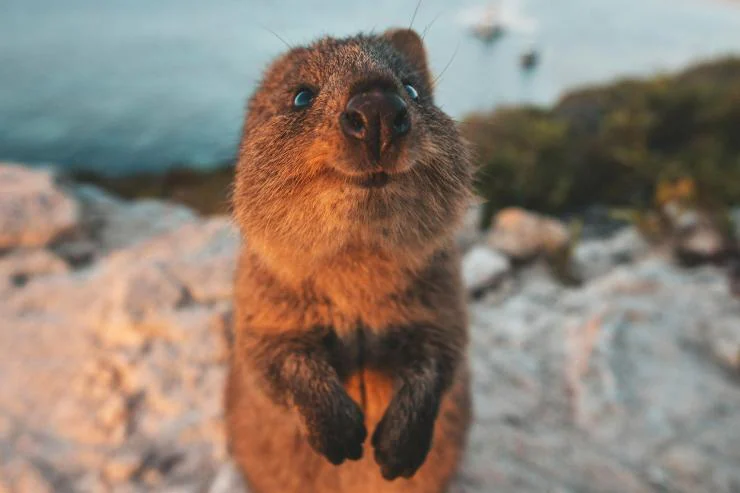 Western Australia